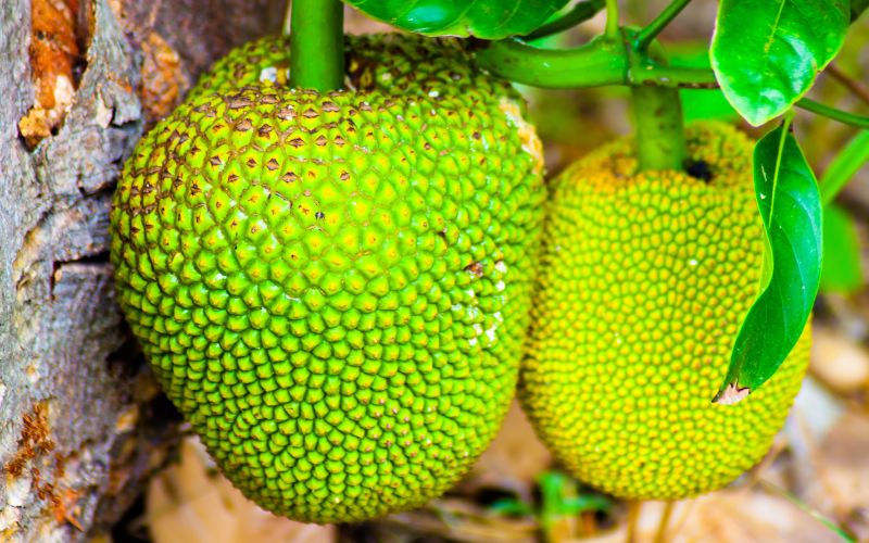 Nguyên nhân mít Thái bị yếu màu