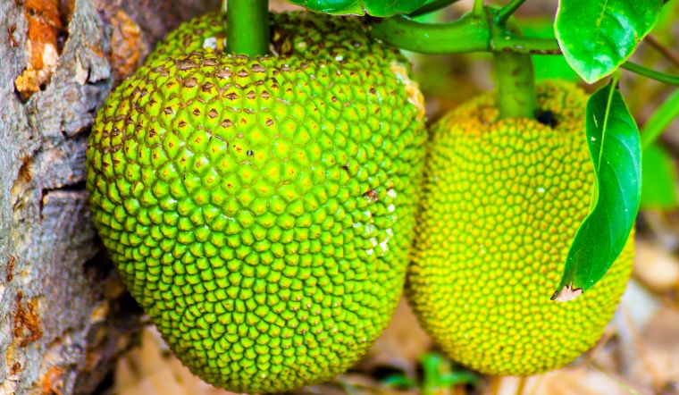 Giá mít Thái hôm nay 26/3/2024: Biến động nhẹ