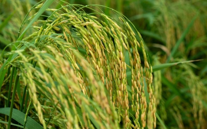 Giá lúa hôm nay 27/3