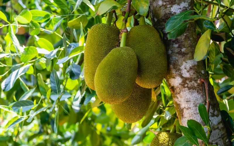 Khi nào bao trái là tốt nhất để phòng ruồi vàng tấn công?