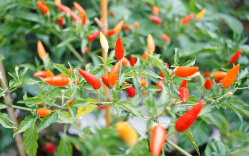 Giá ớt hôm nay 27/03/2024 mới nhất