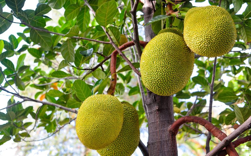 Giá mít Thái hôm nay 28/3