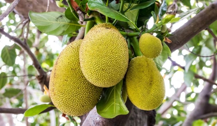 Giá mít Thái hôm nay 28/3/2024: Giá đi xuống