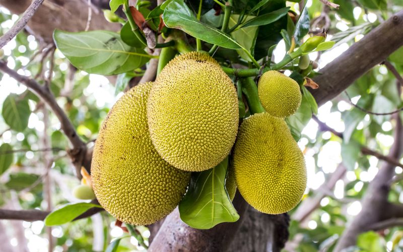 Cách xử lý mít vàng lá thối rễ khi đang mang trái