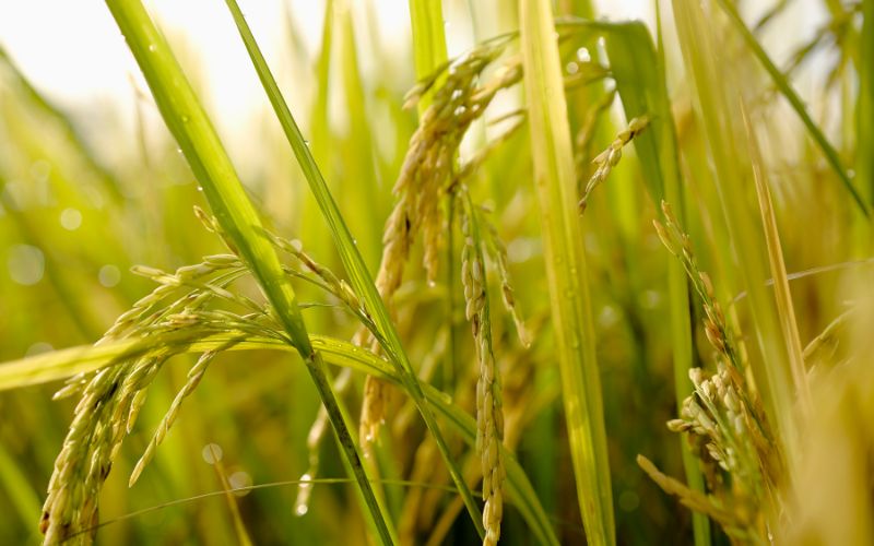 Giá lúa hôm nay 28/3