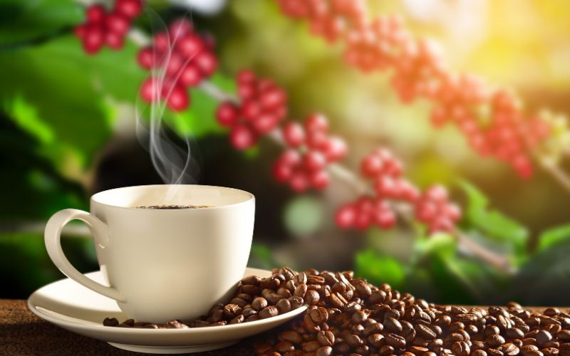 Giá cà phê trong nước hôm nay