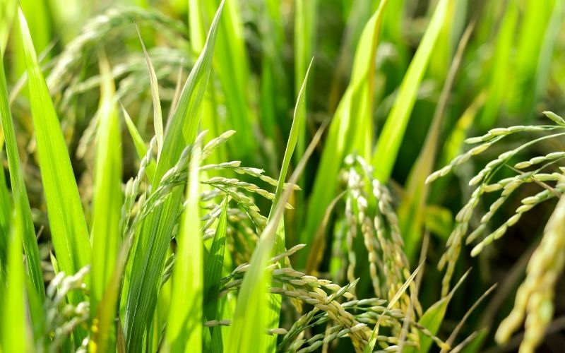 Giá lúa hôm nay 29/3