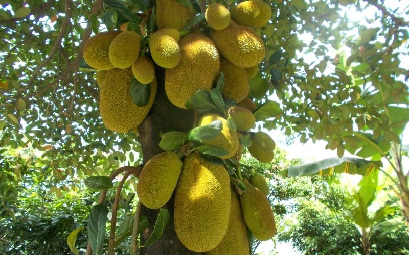 Trái mít cuống dài có nên cắt bỏ không?