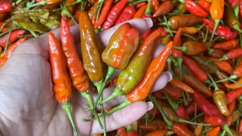 Giá ớt hôm nay 30/03/2024 cập nhật mới nhất