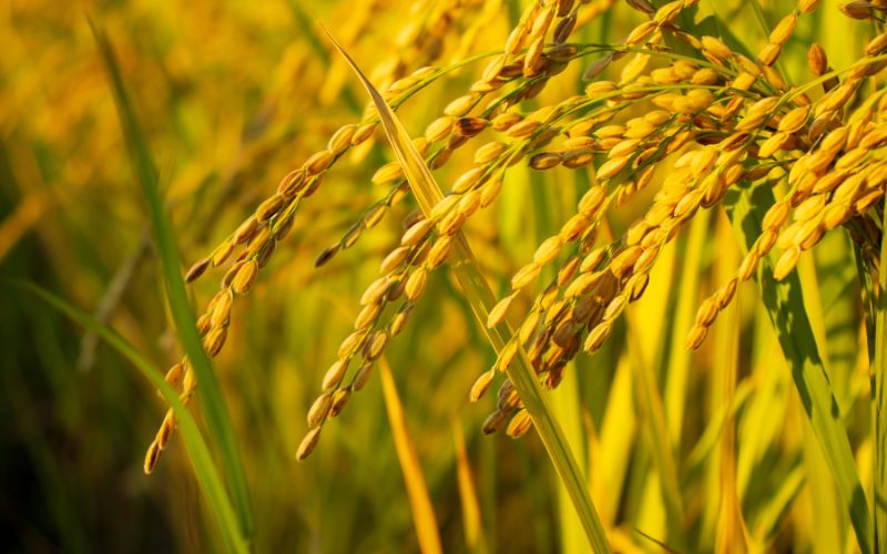 Giá lúa hôm nay 30/3