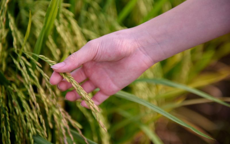 Giá lúa hôm nay 01/4