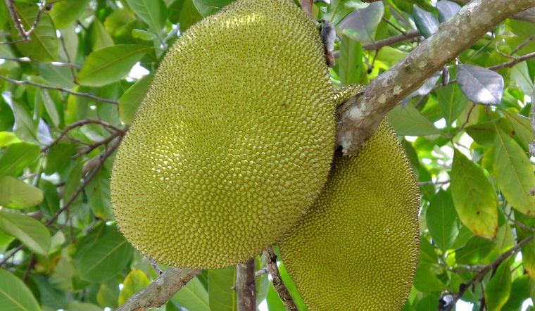 Giá mít Thái hôm nay 01/4/2024: Giá giảm nhẹ