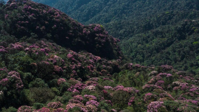 Đặc biệt, vào đầu tháng 3, khi hoa đỗ quyên nở rộ, cả khu rừng như được khoác lên mình chiếc áo choàng tím hồng huyền ảo