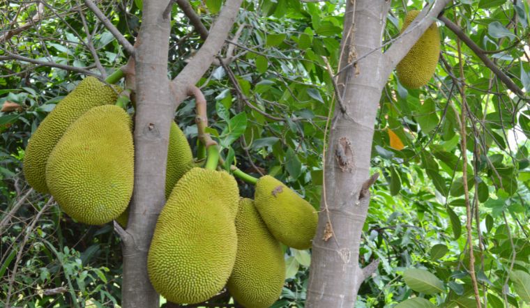 Giá mít Thái hôm nay 02/4/2024: Biến động nhẹ