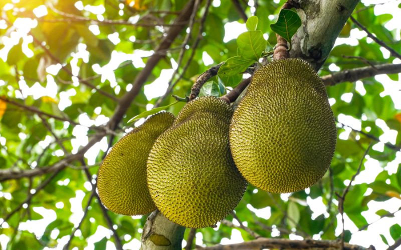 Giá mít Thái hôm nay 02/4