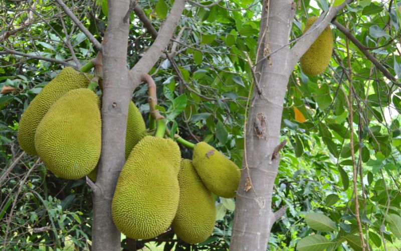 Cách phun thuốc trị nấm bệnh trên trái mít Thái hiệu quả