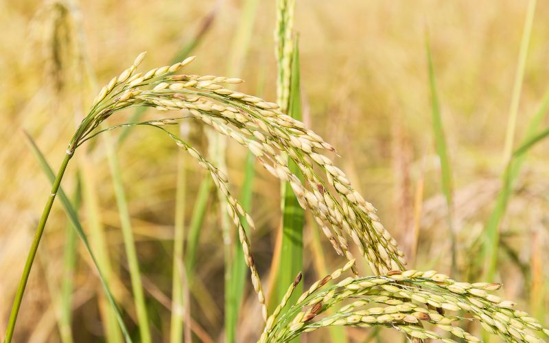 Giá lúa hôm nay 02/4