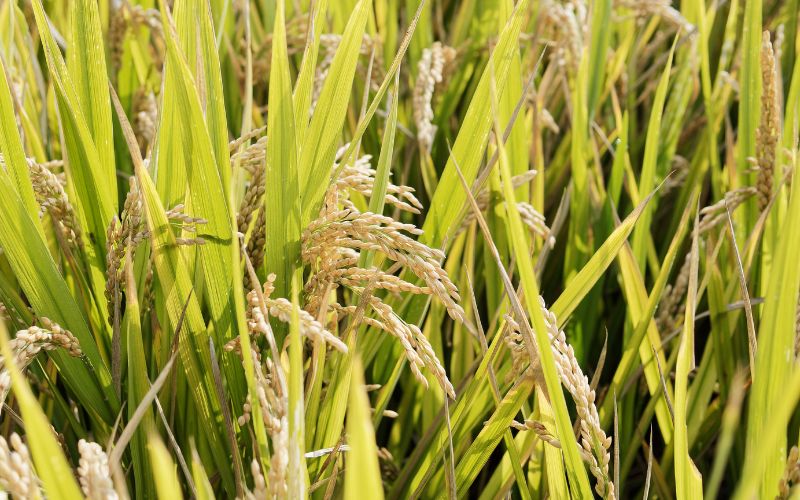 Giá lúa hôm nay 03/4