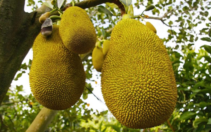 Cách xử lý trái mít Thái bị đen cuống