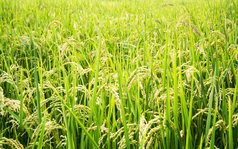 Giá lúa hôm nay 04/4