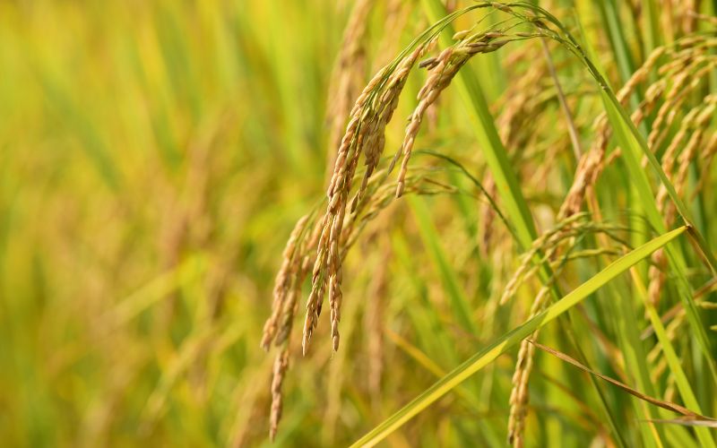 Giá lúa hôm nay 05/4