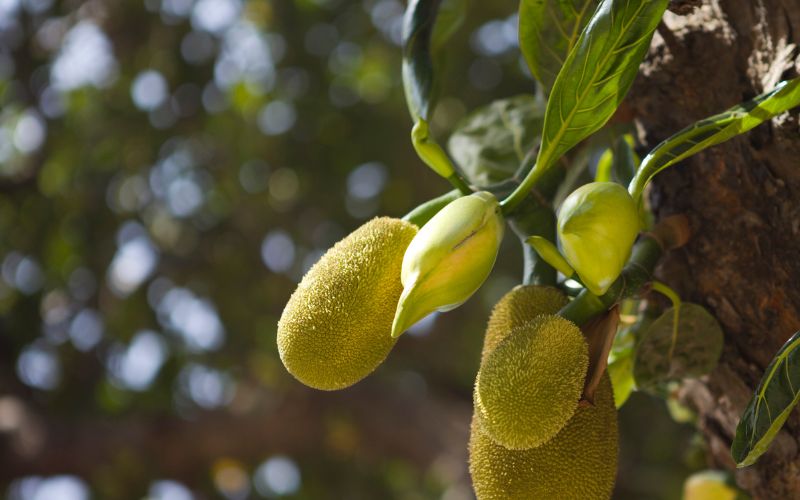 Nguyên nhân làm cho mít Thái rụng lá