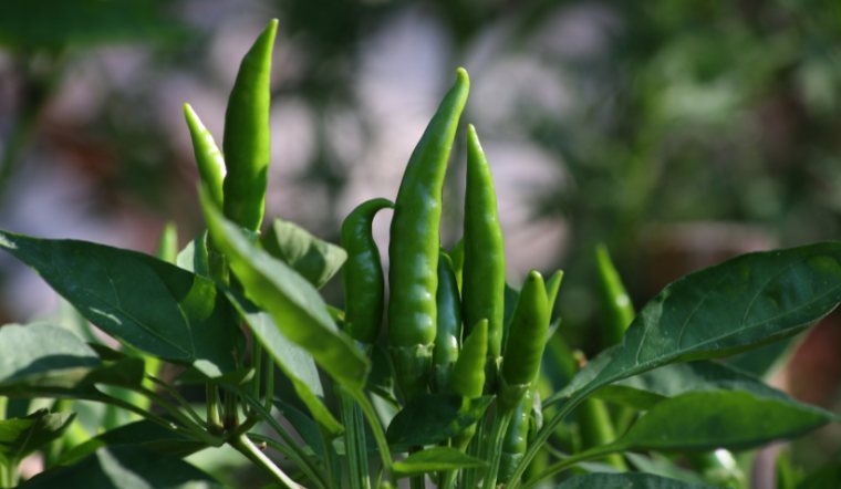 Giá ớt hôm nay 06/04/2024: Ảm đạm ngày cuối tuần