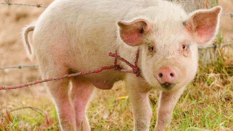 Giá heo hơi hôm nay 06/04 tại miền Bắc