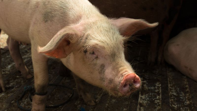 Giá heo hơi hôm nay 06/04 tại miền Trung, Tây Nguyên