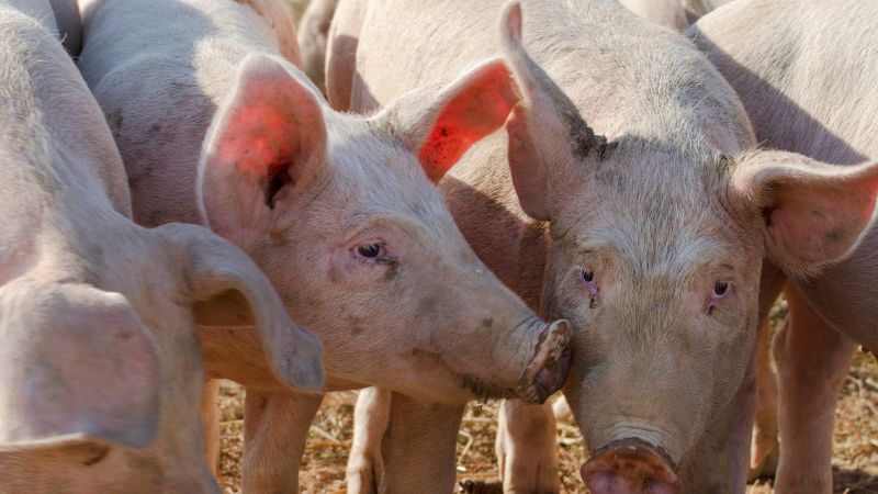 Giá heo hơi hôm nay 06/04 tại miền Nam