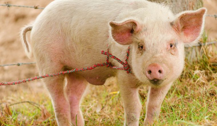 Giá heo hơi hôm nay 06/04: Phía Bắc tăng nhẹ từ 1.000 đồng/kg