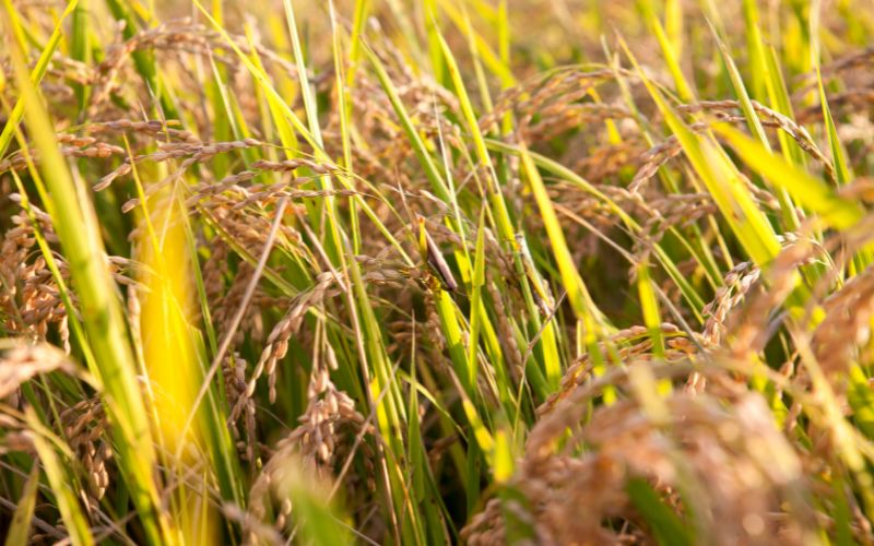 Giá lúa hôm nay 06/4