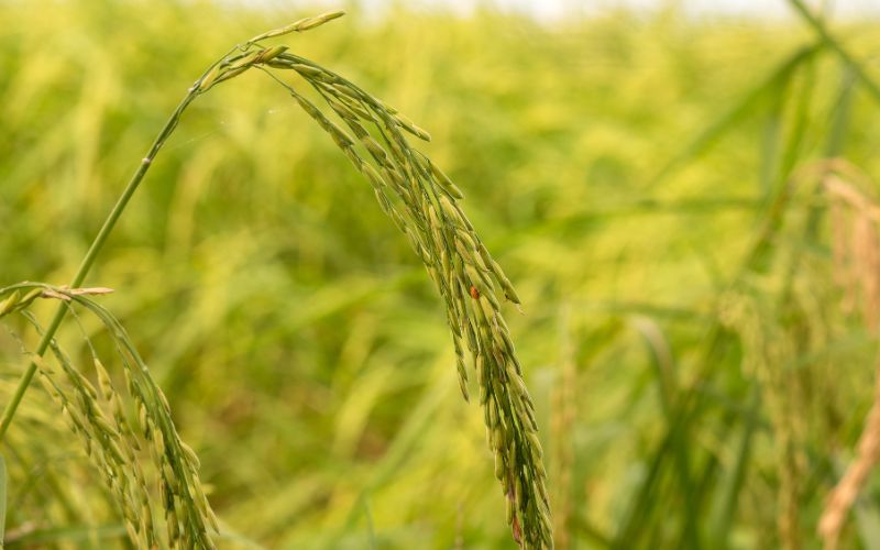 Giá lúa hôm nay 08/4 Giá lúa hôm nay 08/4