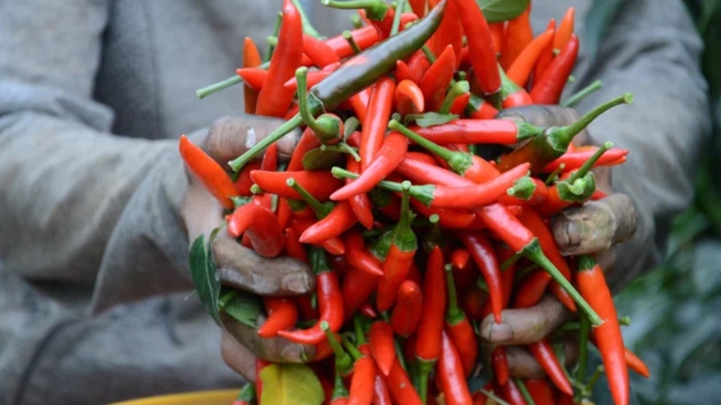 Giá ớt hôm nay 10/04/2024