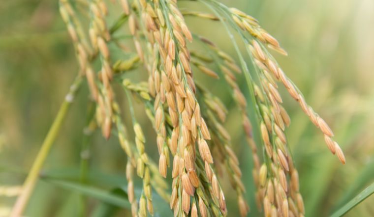 Giá lúa gạo hôm nay 11/4/2024: Không thay đổi