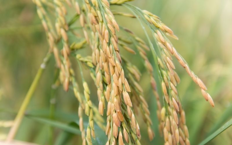 Giá lúa hôm nay 11/4