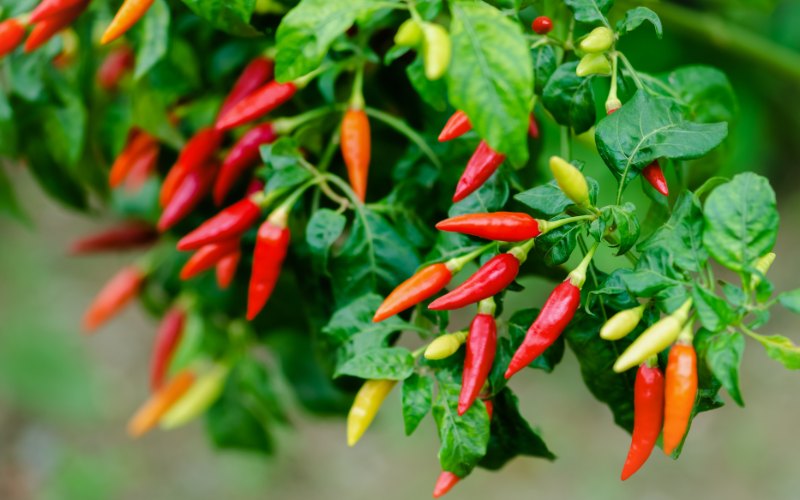 Giá ớt hôm nay 12/04/2024 mới nhất