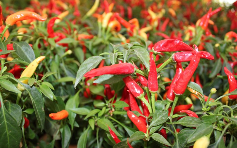 Giá ớt hôm nay 12/04/2024