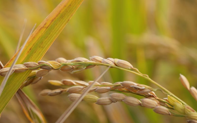 Giá lúa hôm nay 12/4