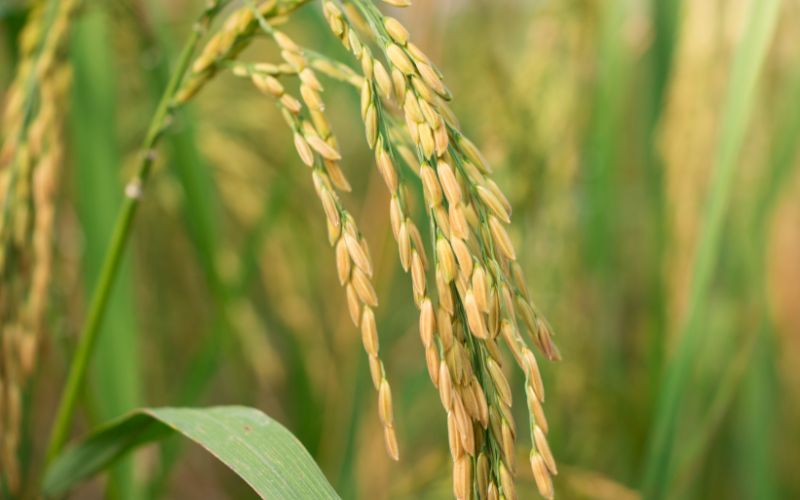 Giá lúa hôm nay 13/4