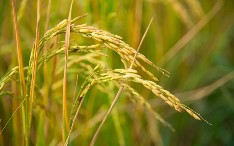 Giá lúa hôm nay 15/4