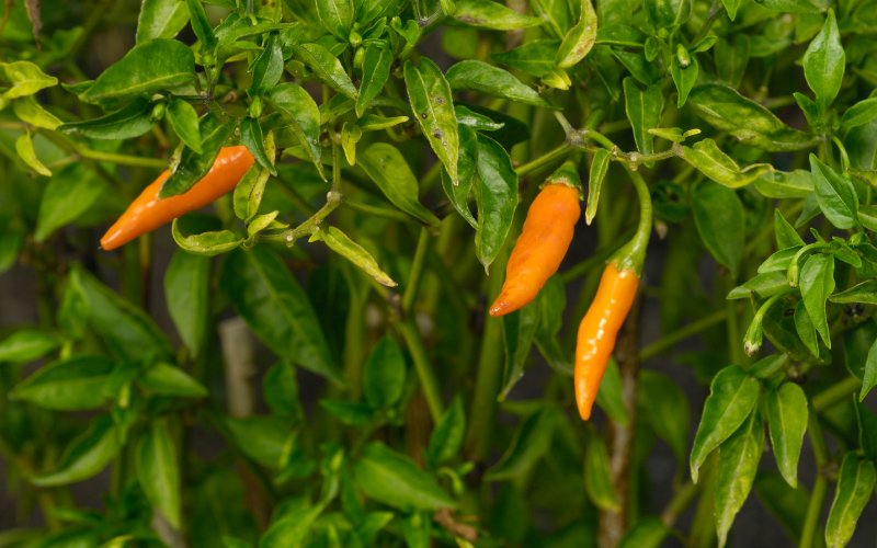 Giá ớt hôm nay 16/04/2024 cập nhật mới nhất Giá ớt hôm nay 16/04/2024 cập nhật mới nhất