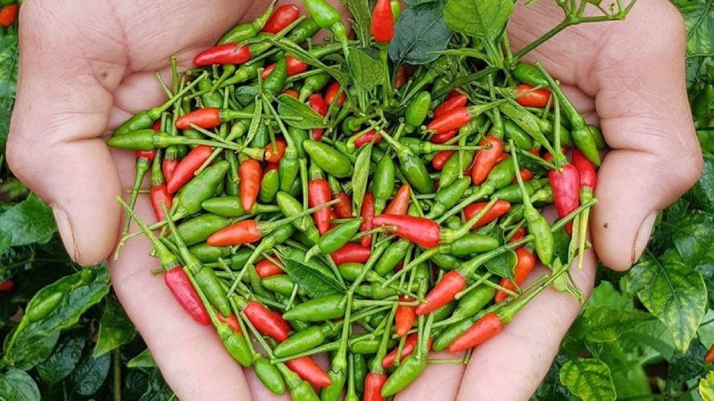 Giá ớt hôm nay 17/04/2024 mới nhất