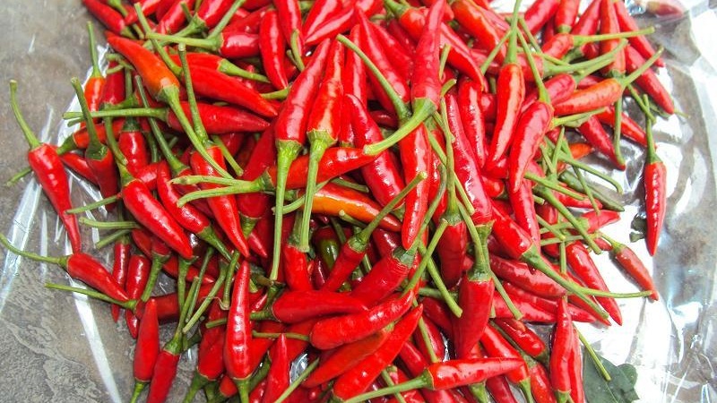 Giá ớt hôm nay 17/04/2024 cập nhật mới nhất