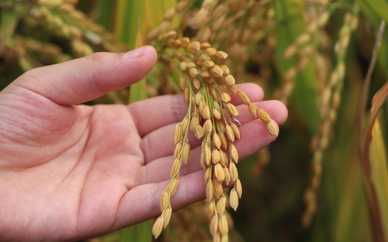 Giá lúa hôm nay 17/4 Giá lúa hôm nay 17/4