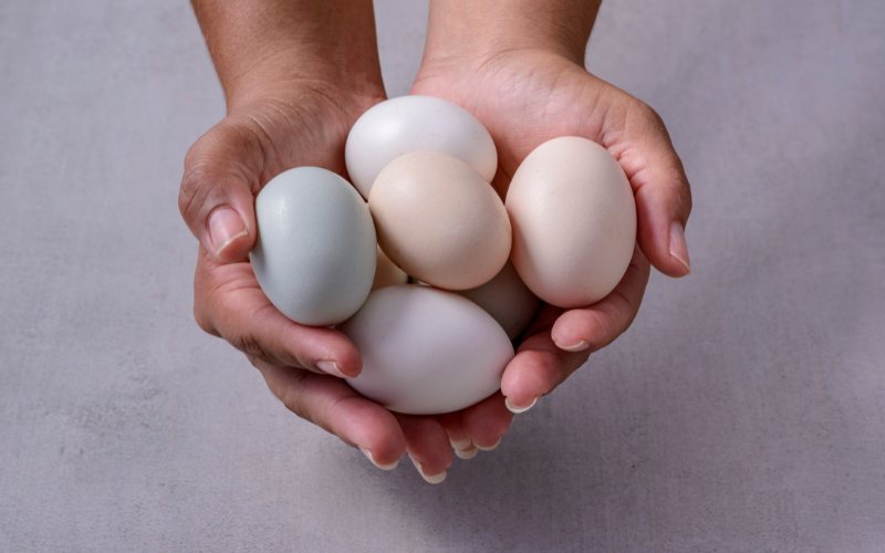 Giá trứng gà hôm nay ngày 19/04