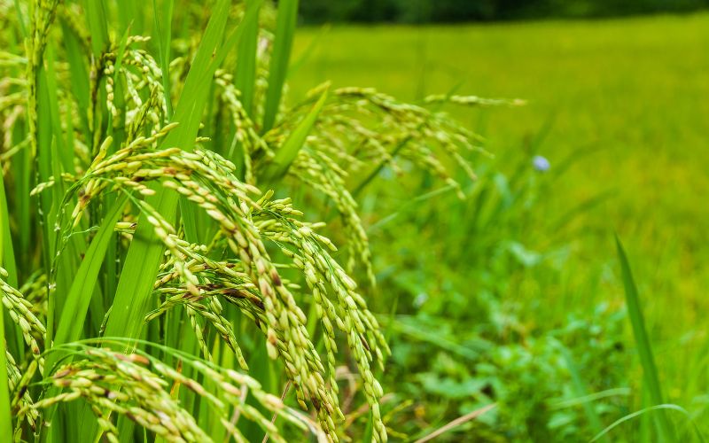 Giá gạo hôm nay 19/4 Giá gạo hôm nay 19/4