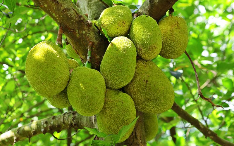 Vì sao sau khi cắt trái, tuyệt đối không cắt nhánh?