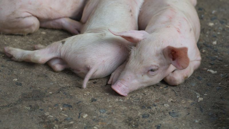 Giá heo hơi hôm nay 19/04 tại miền Bắc