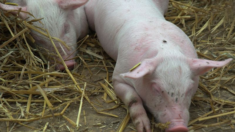 Giá heo hơi hôm nay 19/04 tại miền Trung, Tây Nguyên